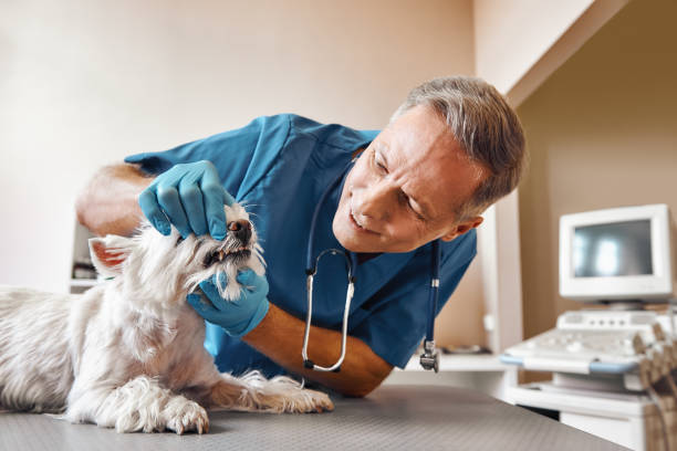 Best Walk-In Emergency Dental Services in Madison, MN